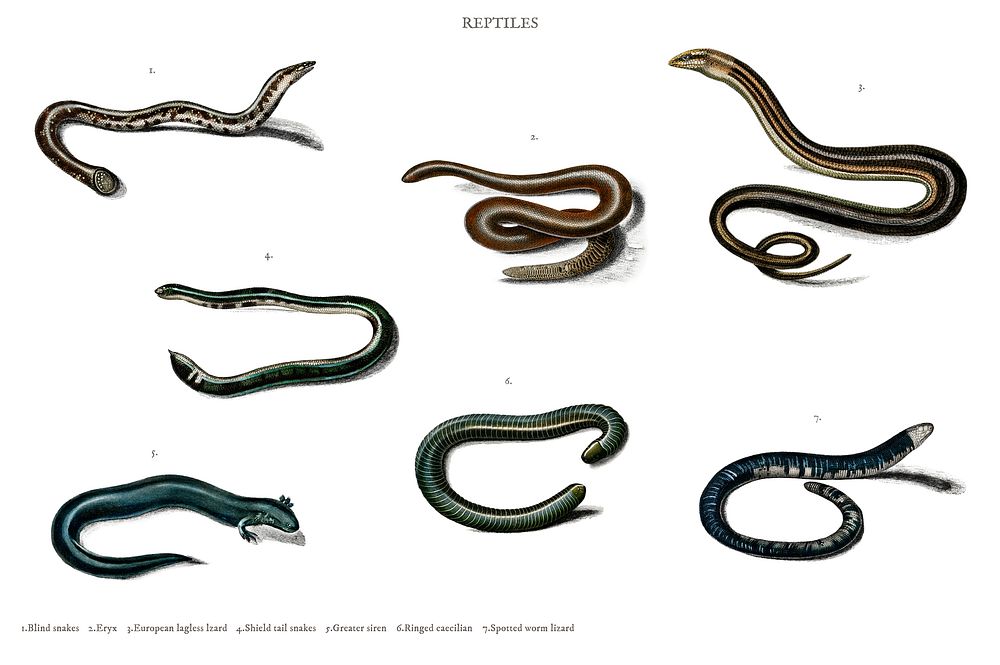 Different types of snakes illustrated by Charles Dessalines D' Orbigny (1806-1876). Digitally enhanced from our own 1892…