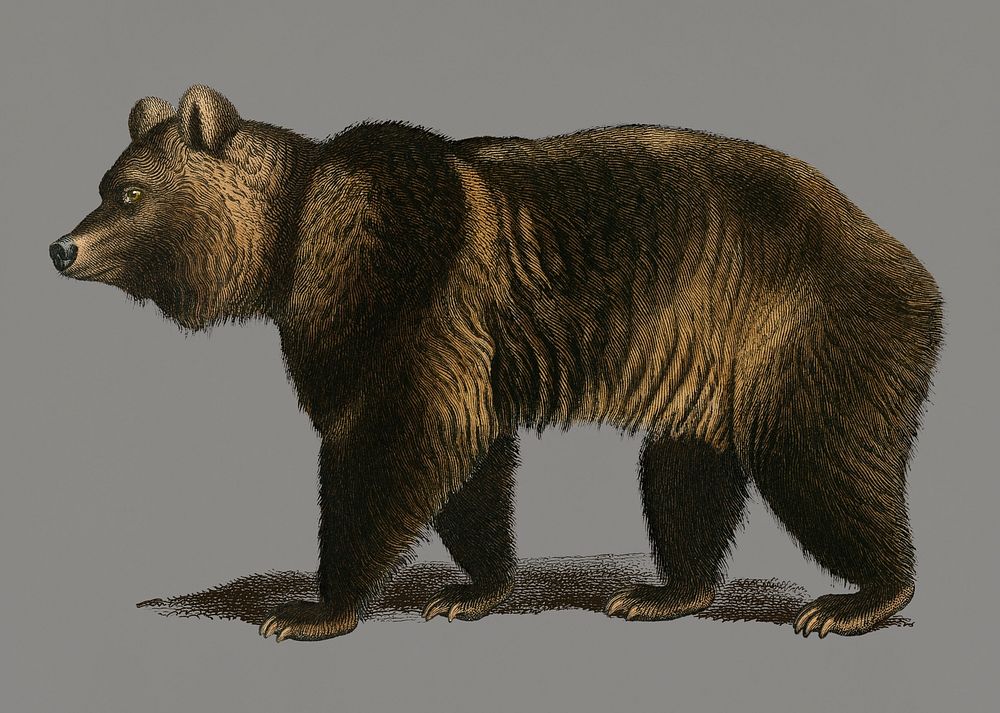 Vintage Illustration of Brown Bear.