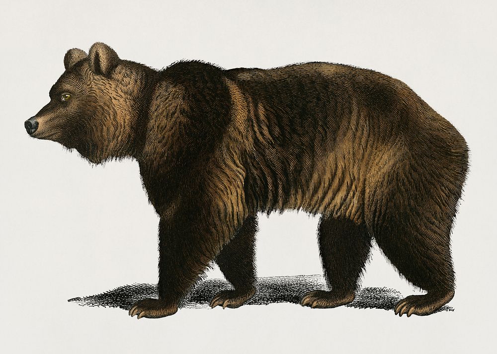 Vintage Illustration of Brown Bear (Ursus Arctos)