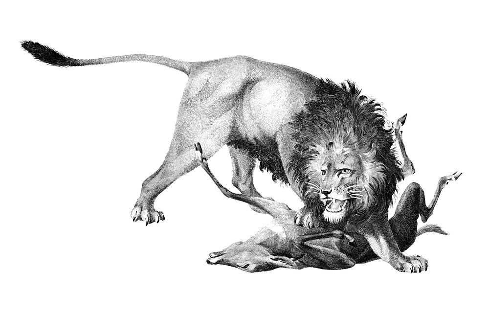 Vintage illustrations of Lion