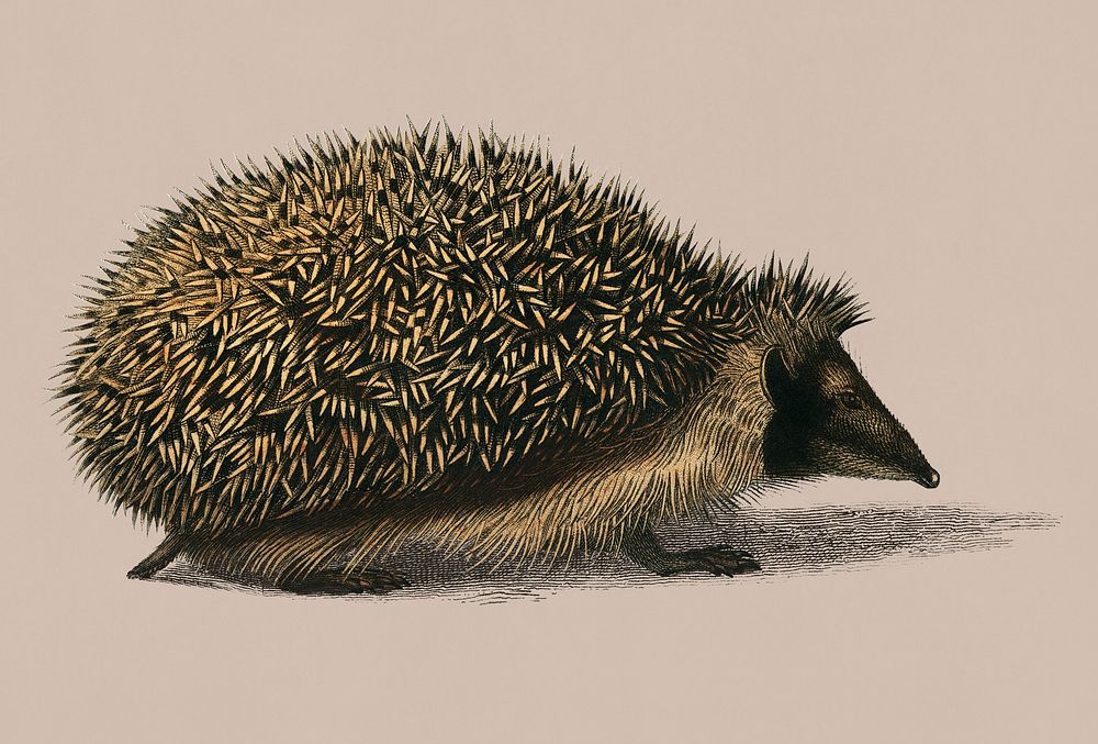 Vintage Illustration of European Hedgehog.