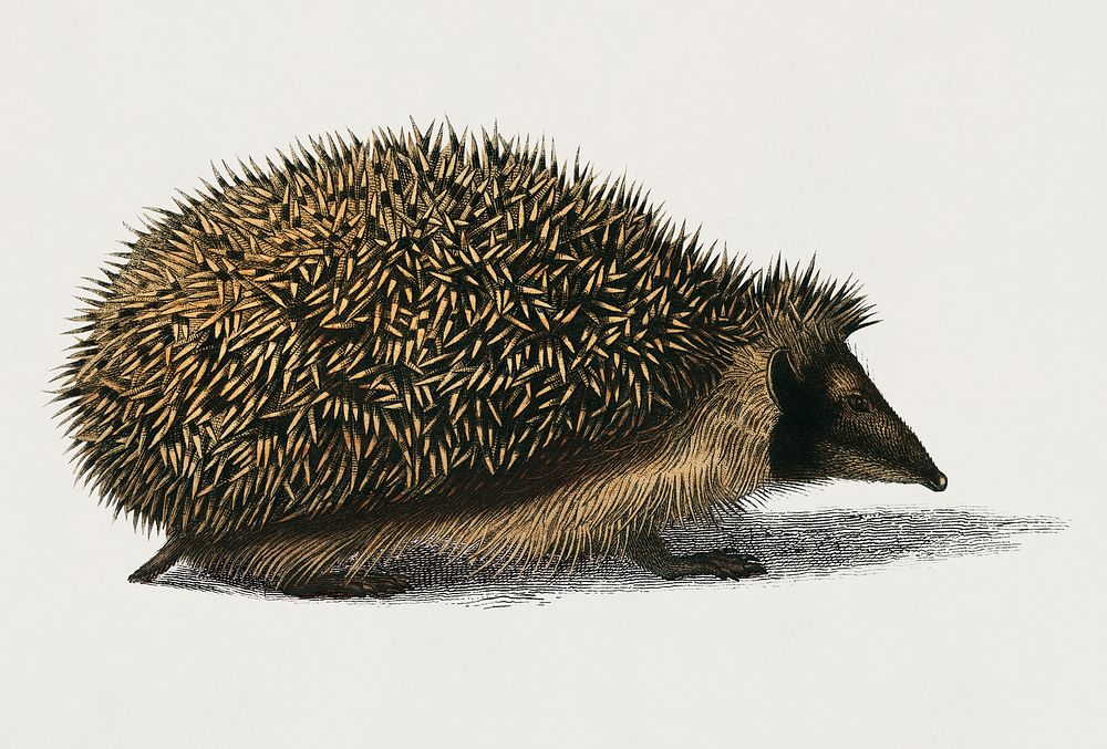 Vintage Illustration of European Hedgehog (Erinaceus Europaeus)