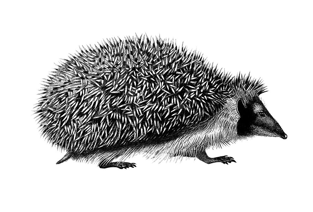 Vintage illustrations of European Hedgehog