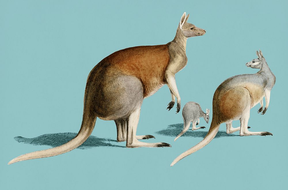 Vintage Illustration of The red kangaroo.