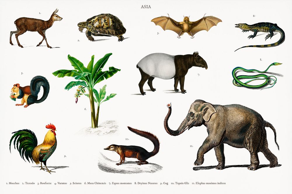 Different types of animals illustrated by Charles Dessalines D' Orbigny (1806-1876). Digitally enhanced from our own 1892…