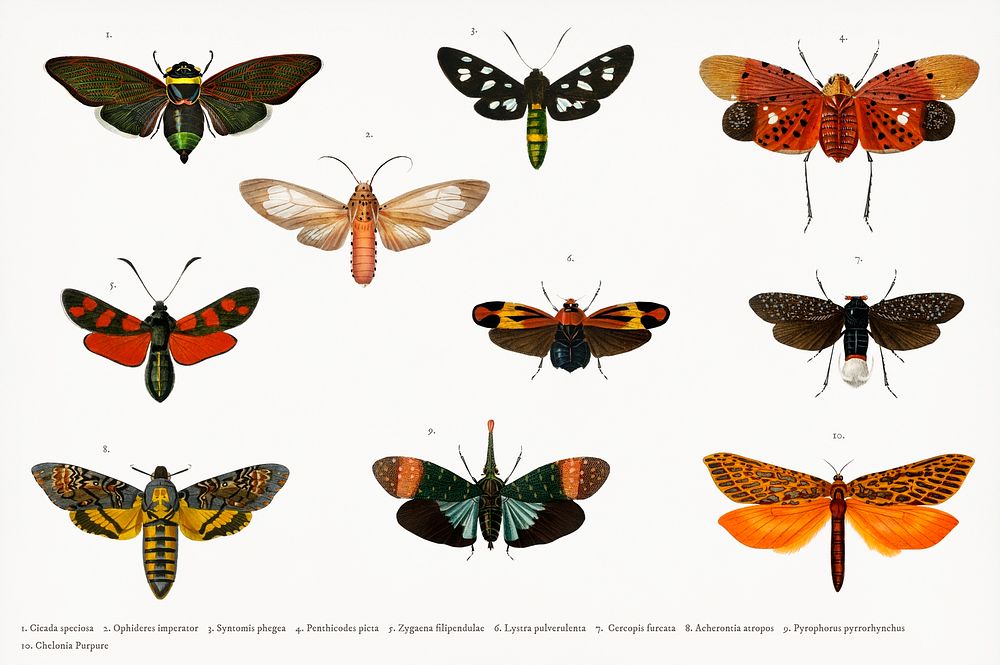 Different types of butterfly illustrated by Charles Dessalines D' Orbigny (1806-1876). Digitally enhanced from our own 1892…