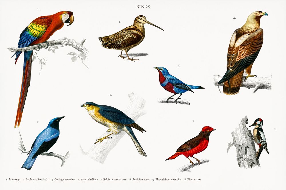 Different types of birds illustrated by Charles Dessalines D' Orbigny (1806-1876). Digitally enhanced from our own 1892…