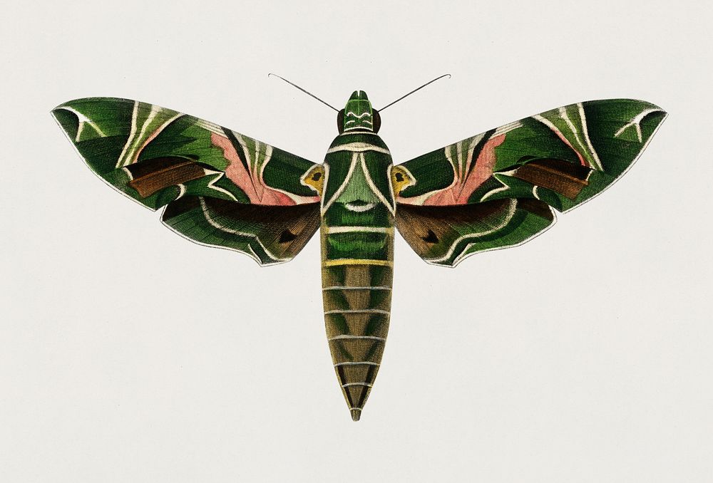 Oleander hawk-moth (daphnis nerii) illustrated by Charles Dessalines D' Orbigny (1806-1876). Digitally enhanced from our own…