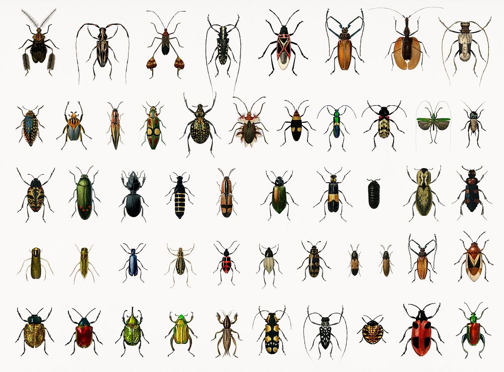 Different types of insects illustrated | Premium PSD - rawpixel