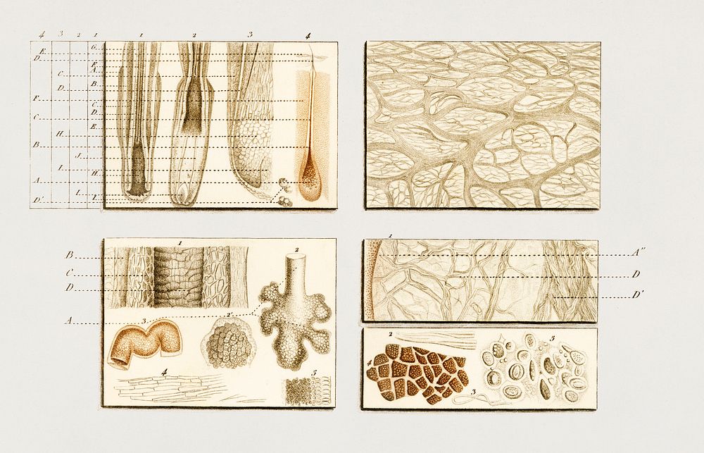 Collection of hand drawing of human skin structure illustrated by Charles Dessalines D' Orbigny (1806-1876).