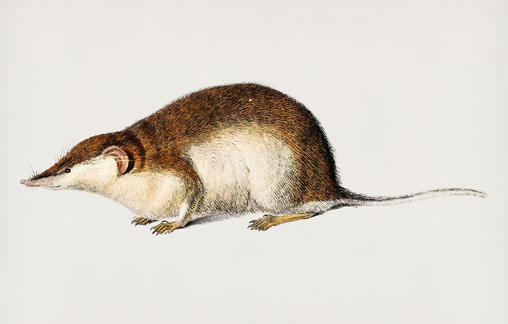 Shrew (Sorex) illustrated by Charles Dessalines D' Orbigny (1806-1876). Digitally enhanced from our own 1892 edition of…