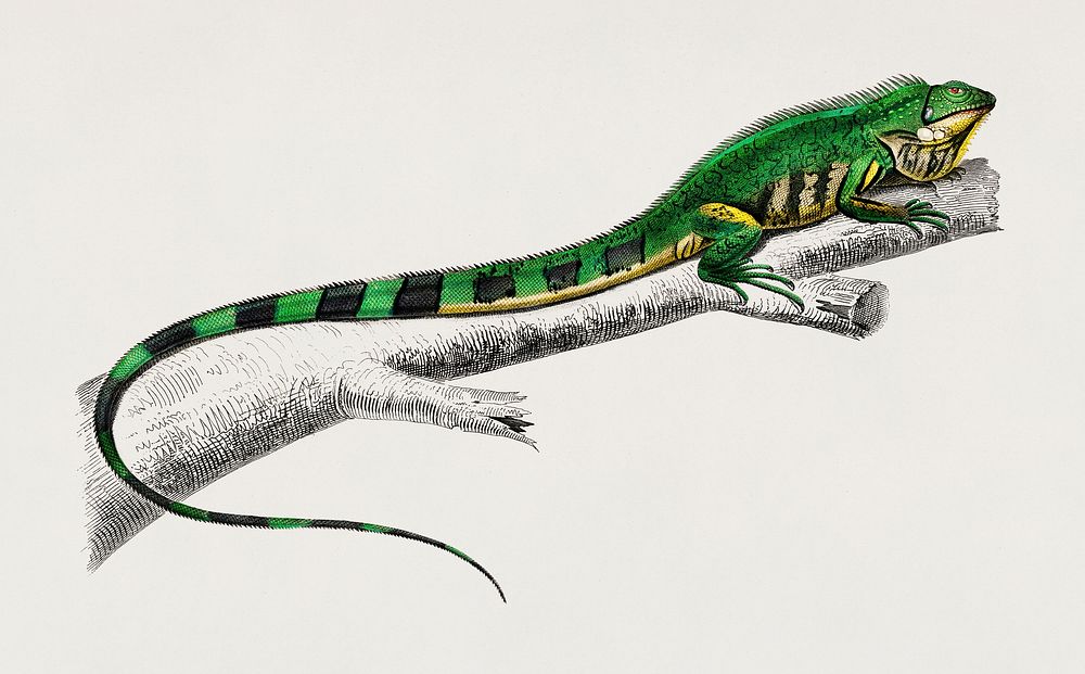 Green lizard (iguana) illustrated by Charles Dessalines D' Orbigny (1806-1876). Digitally enhanced from our own 1892 edition…