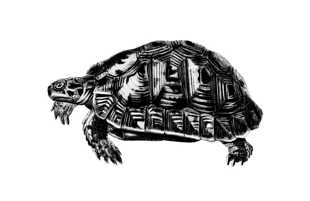 Vintage illustrations of Tortoises
