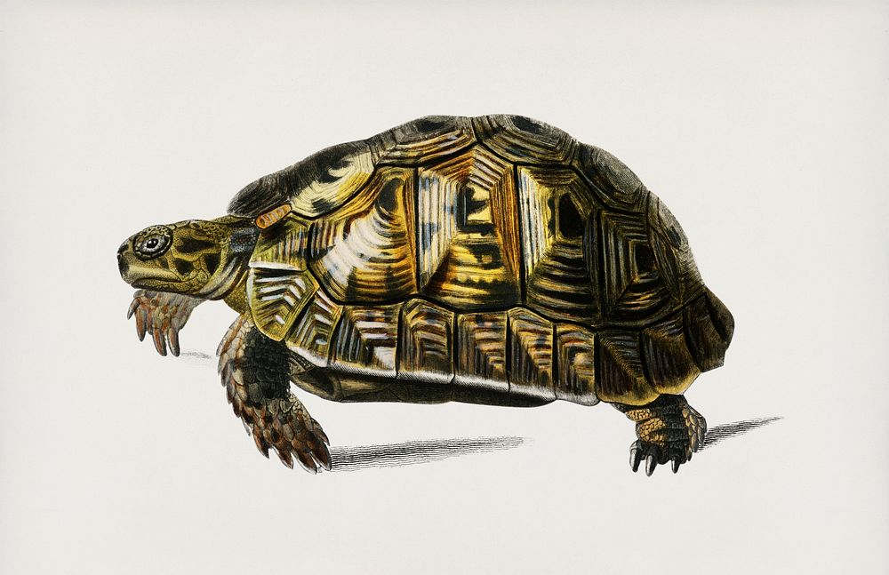 Tortoises (Testudo) illustrated by Charles Dessalines D' Orbigny (1806-1876). Digitally enhanced from our own 1892 edition…