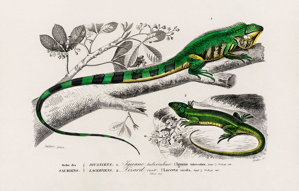 Green lizard (iguana) and Green lizard (Lacerta viridis) illustrated by Charles Dessalines D' Orbigny (1806-1876), Digitally…