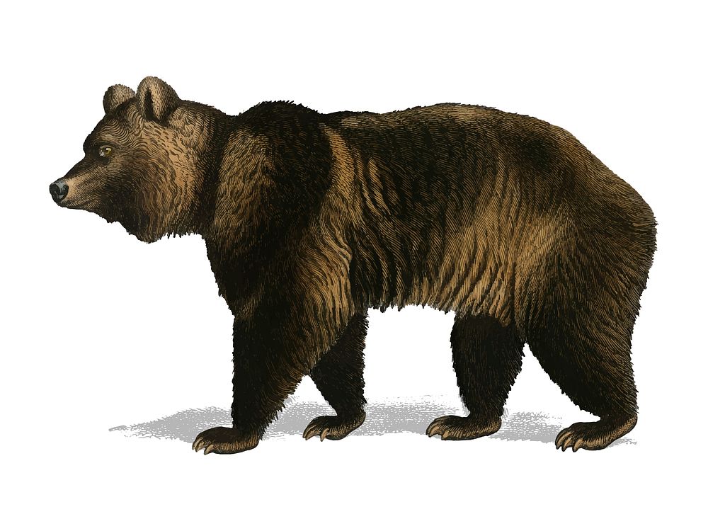 Brown Bear (Ursus Arctos) illustrated by Charles Dessalines D' Orbigny (1806-1876). Digitally enhanced from our own 1892…