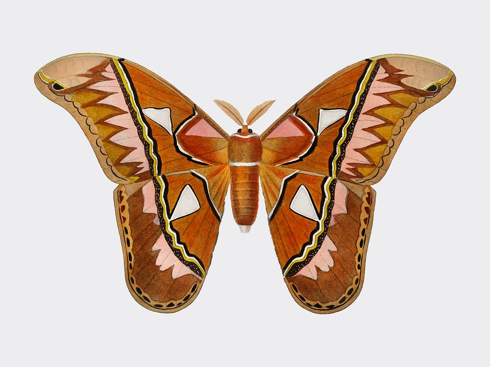 Attacus Atlas Moth (Attacus Aurora) illustrated by Charles Dessalines D' Orbigny (1806-1876). Digitally enhanced from our…