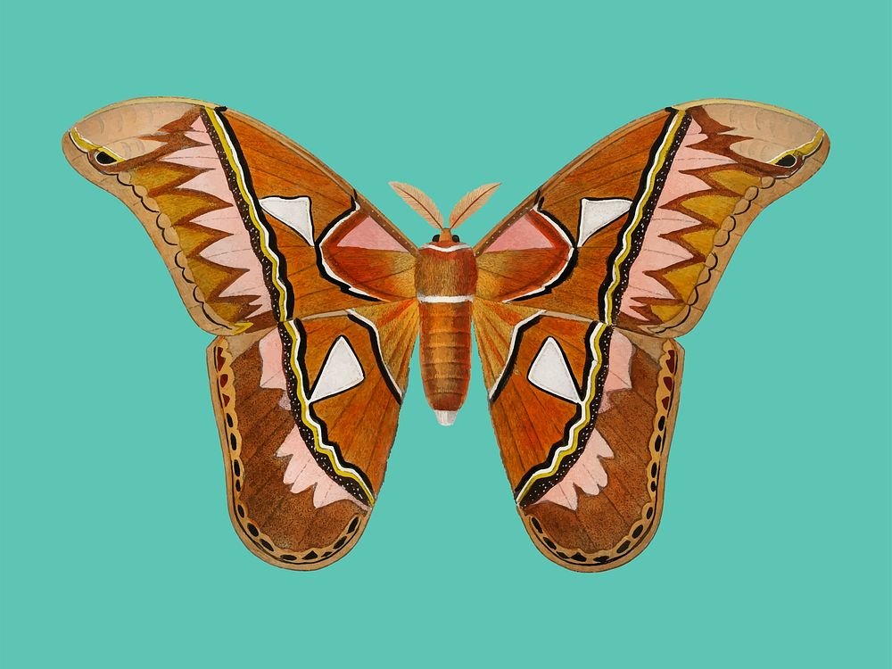 Attacus Atlas Moth (Attacus Aurora) illustrated by Charles Dessalines D' Orbigny (1806-1876). Digitally enhanced from our…