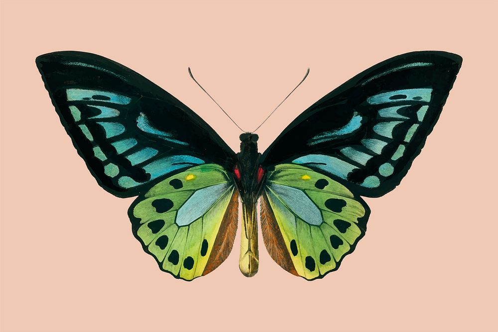 Green birdwing (Ornithoptera priamus) illustrated by Charles Dessalines D' Orbigny (1806-1876). Digitally enhanced from our…