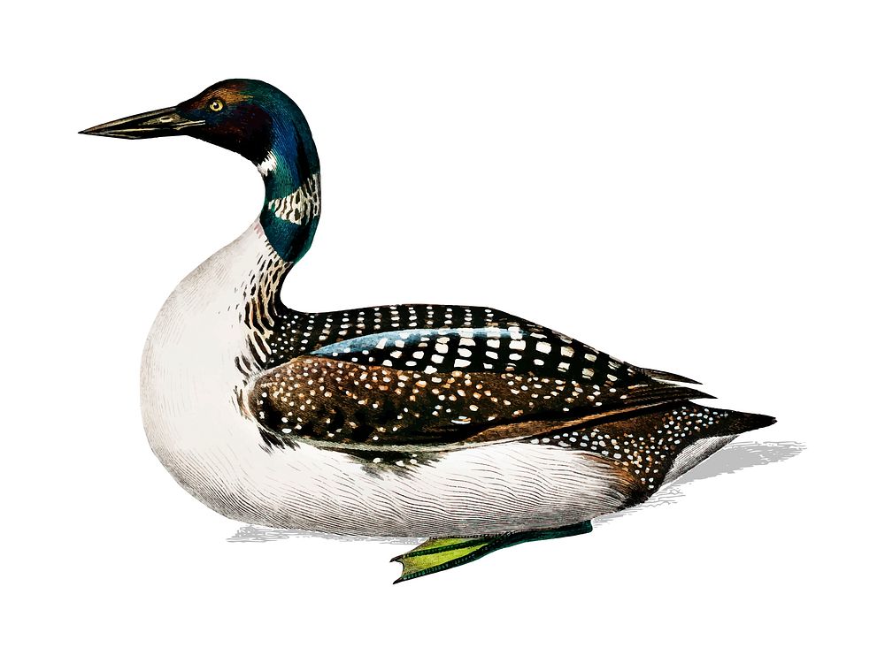 Loon (Gavia) illustrated by Charles Dessalines D' Orbigny (1806-1876). Digitally enhanced from our own 1892 edition of…