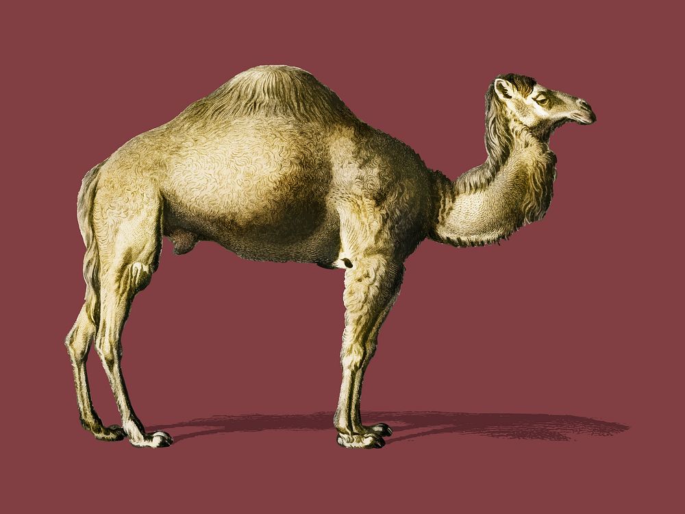 Camel (Camelus) illustrated by Charles Dessalines D' Orbigny (1806-1876). Digitally enhanced from our own 1892 edition of…