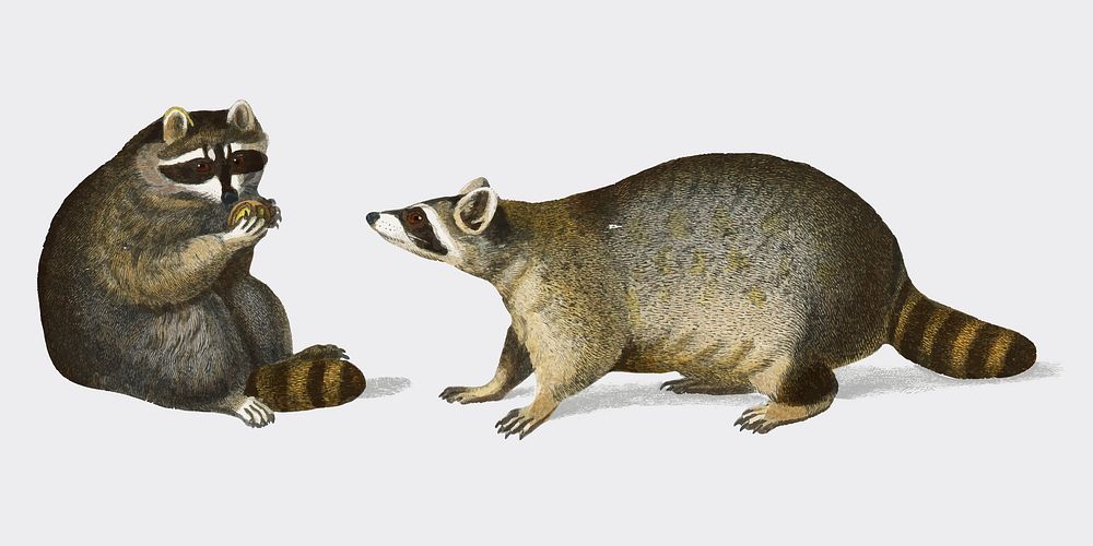 Raccoon (Procyon lotor) illustrated by Charles Dessalines D' Orbigny (1806-1876). Digitally enhanced from our own 1892…