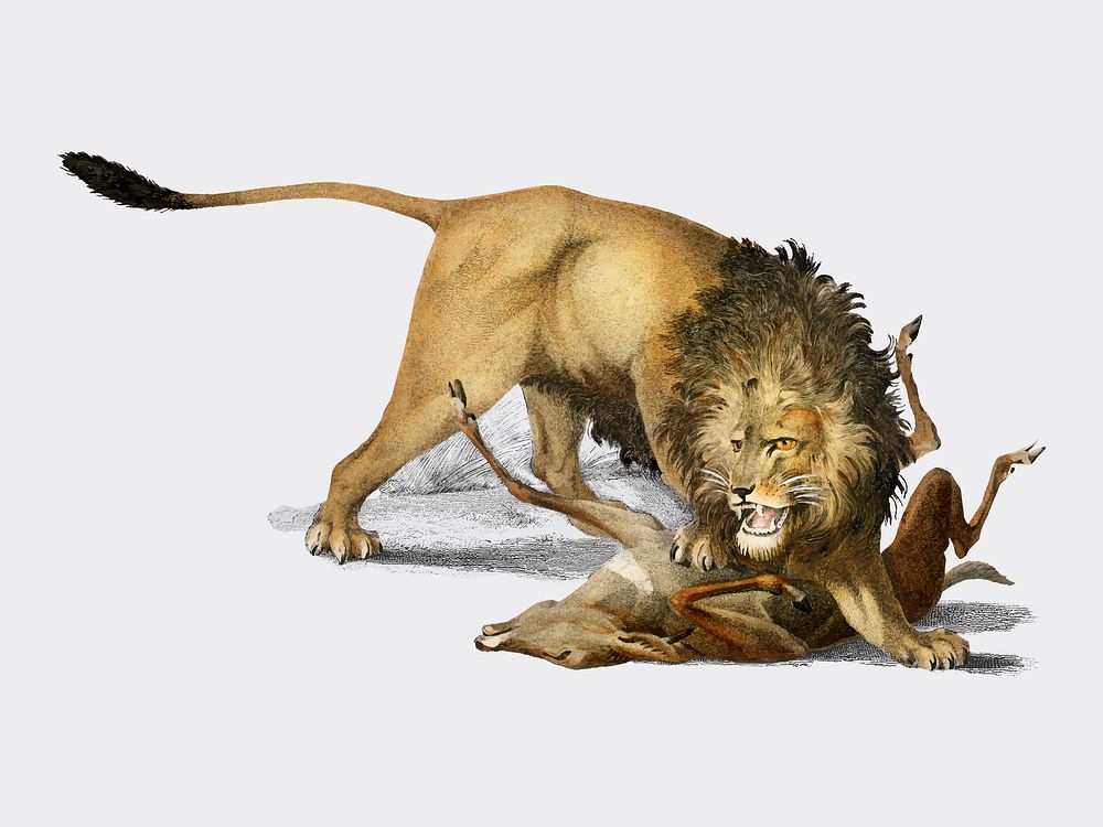 Lion (Panthera Leo) illustrated by Charles Dessalines D' Orbigny (1806-1876). Digitally enhanced from our own 1892 edition…