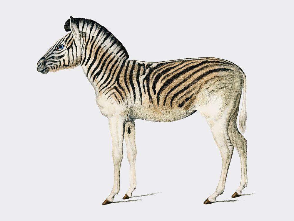 Mountain Zebra (Dauw) illustrated by Charles Dessalines D' Orbigny (1806-1876). Digitally enhanced from our own 1892 edition…