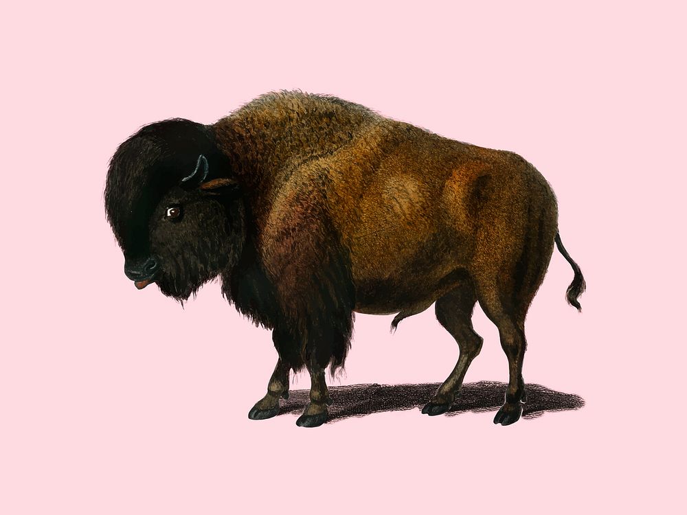 Bison (Bos americanus) illustrated by Charles Dessalines D' Orbigny (1806-1876). Digitally enhanced from our own 1892…