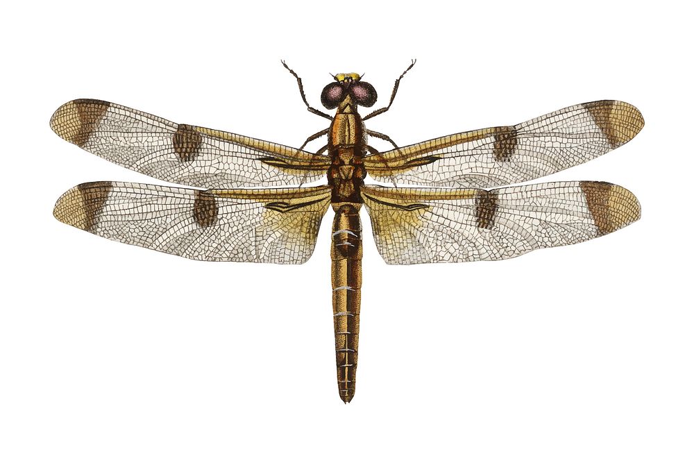 Painted skimmer (Libellula Hersilia) illustrated by Charles Dessalines D' Orbigny (1806-1876). Digitally enhanced from our…