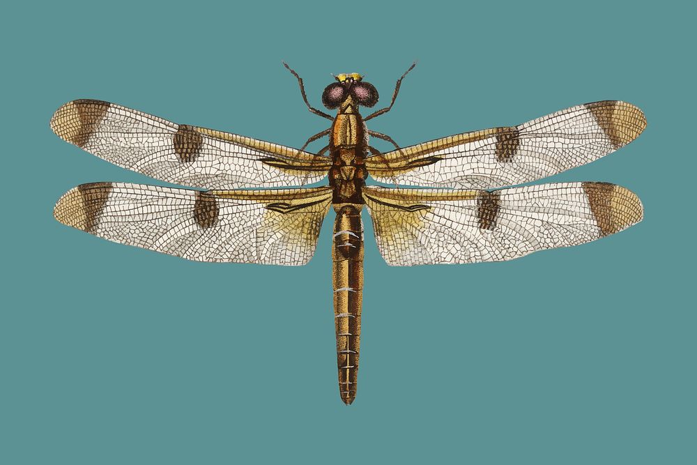 Painted skimmer (Libellula Hersilia) illustrated by Charles Dessalines D' Orbigny (1806-1876). Digitally enhanced from our…