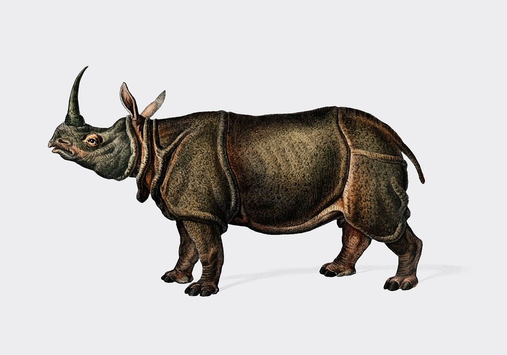 Indian rhinoceros (Rhinoceros unicornis) illustrated by Charles Dessalines D' Orbigny (1806-1876). Digitally enhanced from…