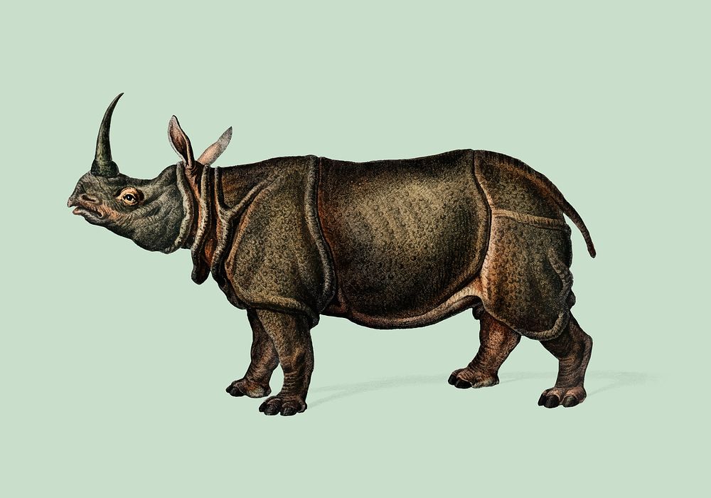 Indian rhinoceros (Rhinoceros unicornis) illustrated by Charles Dessalines D' Orbigny (1806-1876). Digitally enhanced from…