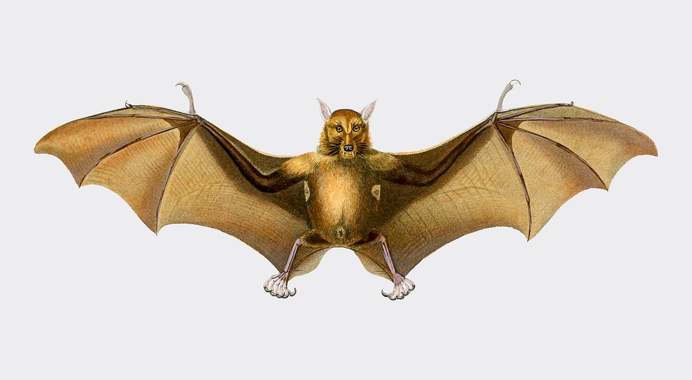 Bat (Roufsette) illustrated by Charles Dessalines D' Orbigny (1806-1876). Digitally enhanced from our own 1892 edition of…
