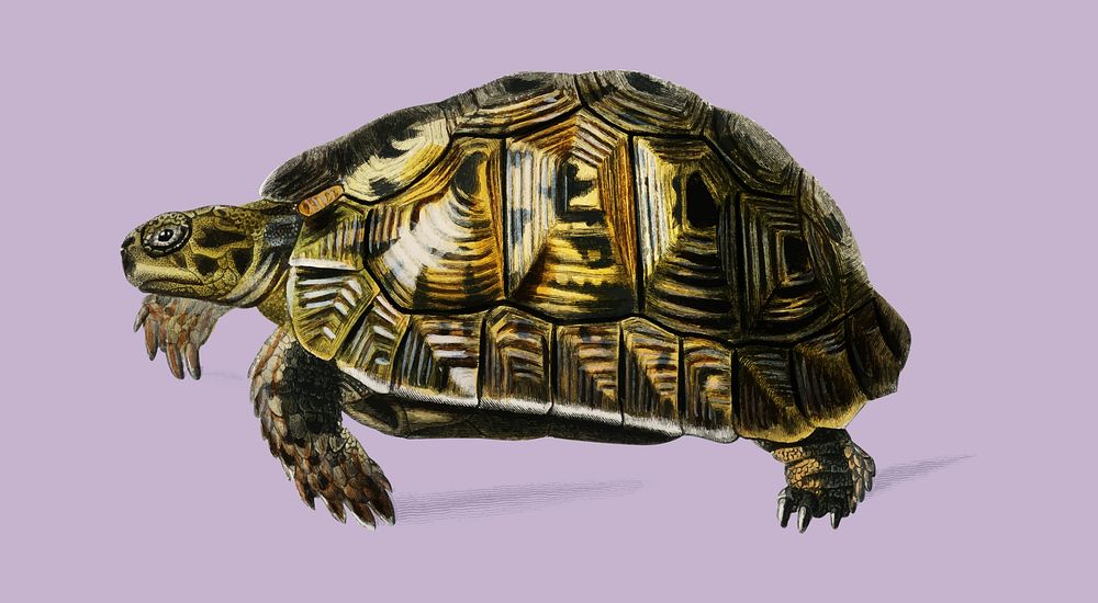 Tortoises (Testudo) illustrated by Charles Dessalines D' Orbigny (1806-1876). Digitally enhanced from our own 1892 edition…