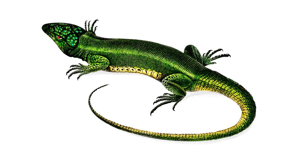 Green lizard (Lacerta viridis) illustrated by Charles Dessalines D' Orbigny (1806-1876). Digitally enhanced from our own…