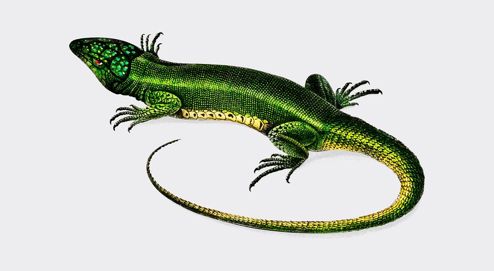 Green lizard (Lacerta viridis) illustrated by Charles Dessalines D' Orbigny (1806-1876). Digitally enhanced from our own…