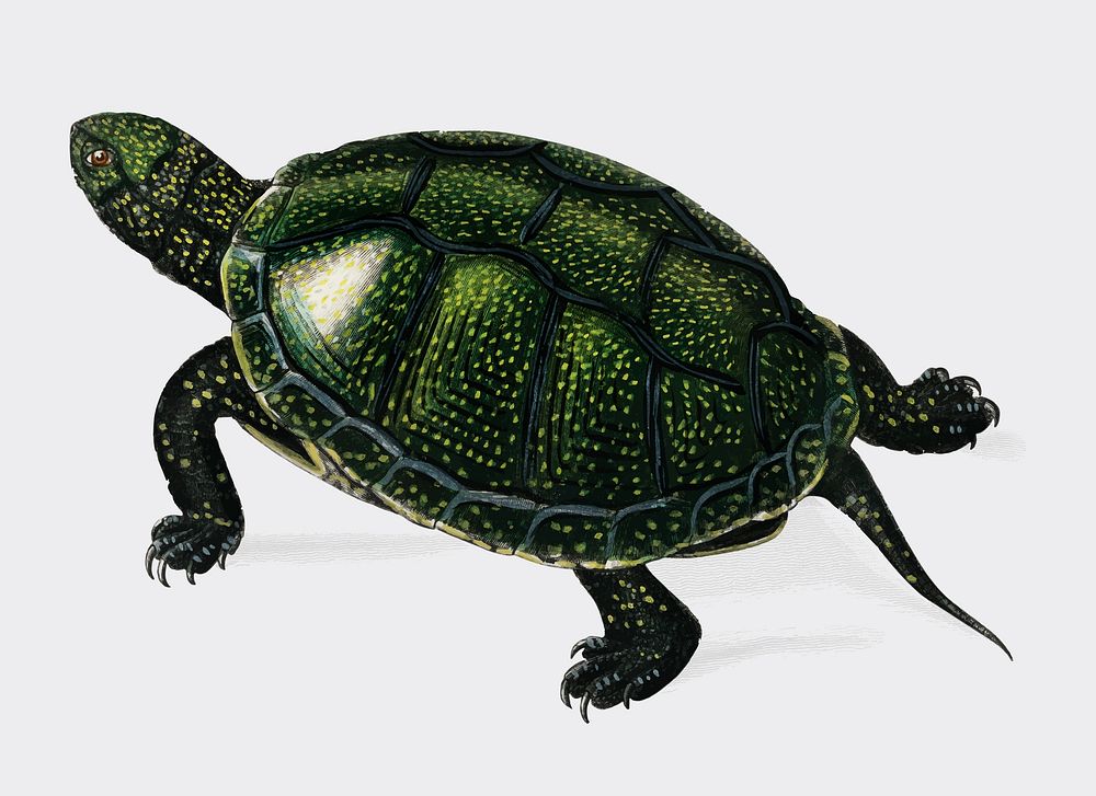 Pond turtle (Emys orbicularis) illustrated by Charles Dessalines D' Orbigny (1806-1876). Digitally enhanced from our own…