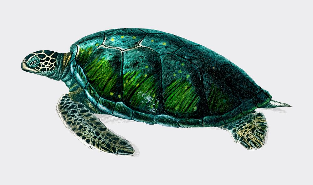Green Sea Turtle (Chelonia mydus) illustrated by Charles Dessalines D' Orbigny (1806-1876). Digitally enhanced from our own…