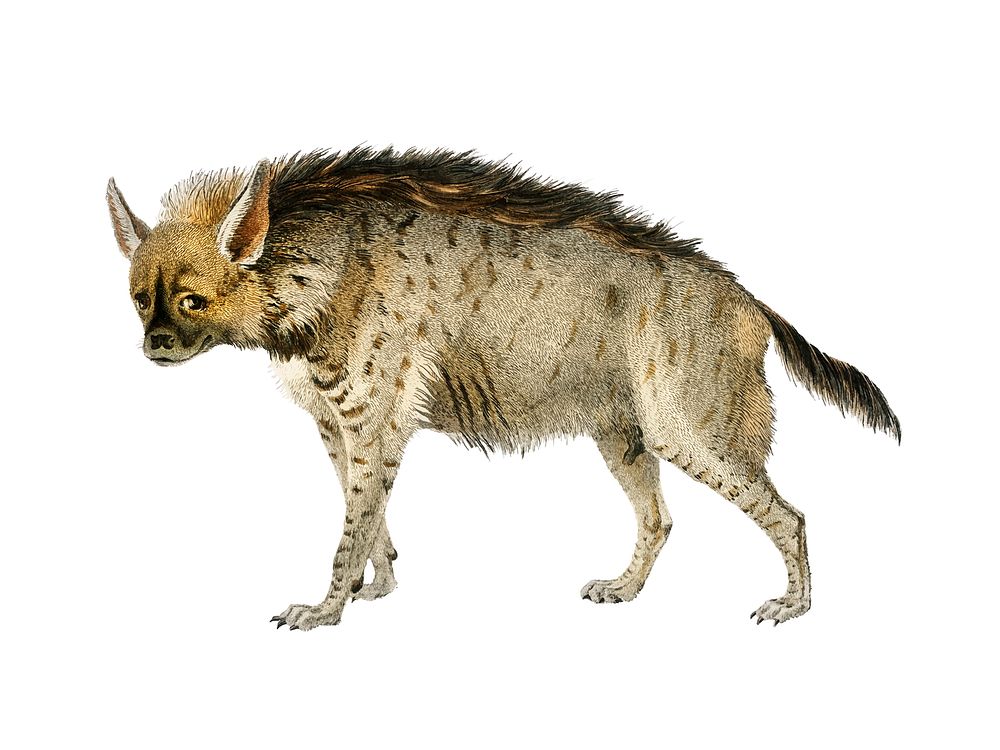Striped hyena (Hyene rayee) illustrated by Charles Dessalines D' Orbigny (1806-1876). Digitally enhanced from our own 1892…