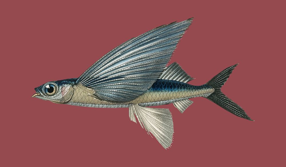 Stropical two wing flying fish (Exocoetus Volitan) illustrated by Charles Dessalines D' Orbigny (1806-1876). Digitally…