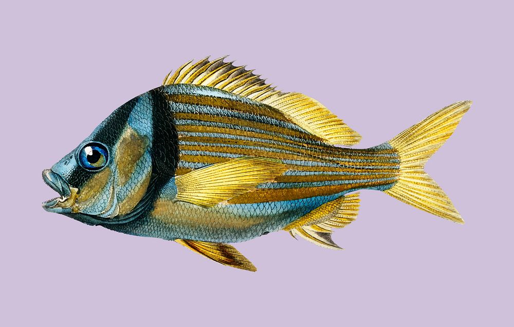 Porkfish (Pristipoma virginianum) illustrated by Charles Dessalines D' Orbigny (1806-1876). Digitally enhanced from our own…