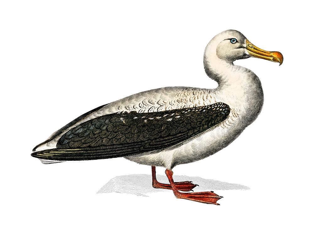 Albatross (Diomedeidae) illustrated by Charles Dessalines D' Orbigny (1806-1876). Digitally enhanced from our own 1892…