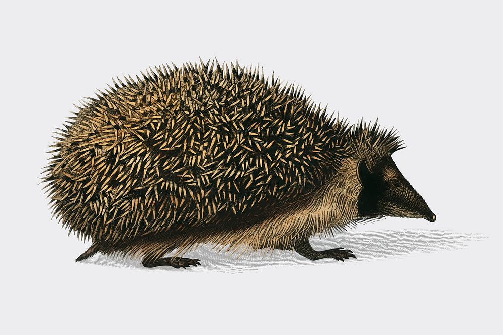 European Hedgehog (Erinaceus Europaeus) illustrated by Charles Dessalines D' Orbigny (1806-1876). Digitally enhanced from…