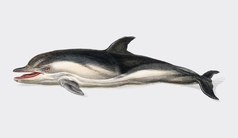 Delphinus delphis illustrated by Charles Dessalines D' Orbigny (1806-1876). Digitally enhanced from our own 1892 edition of…