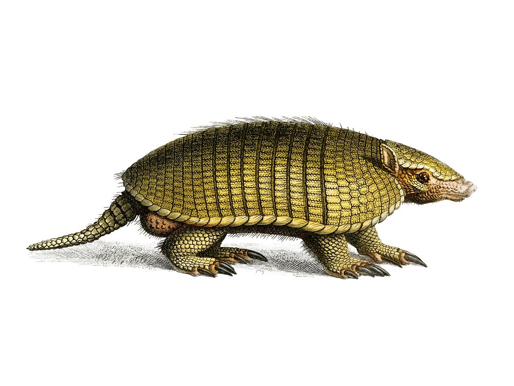Yellow armadillo (Euphractus sexcinctus) illustrated by Charles Dessalines D' Orbigny (1806-1876). Digitally enhanced from…