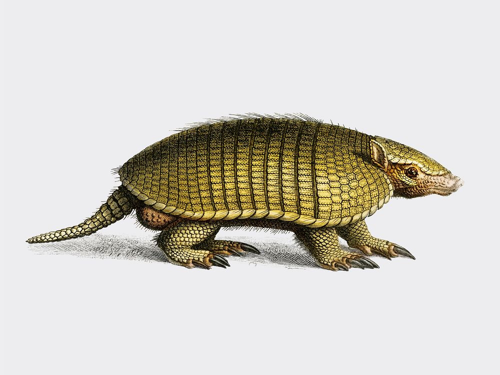 Yellow armadillo (Euphractus sexcinctus) illustrated by Charles Dessalines D' Orbigny (1806-1876). Digitally enhanced from…