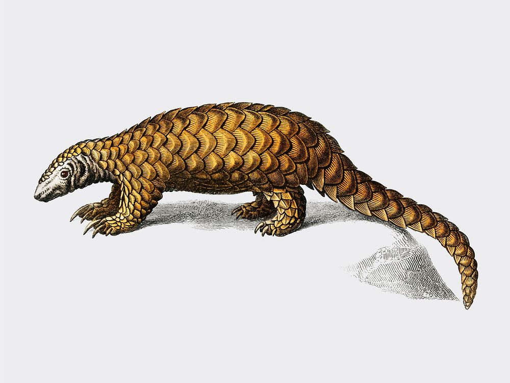 Indian Pangolin (Manis crassicaudata) illustrated by Charles Dessalines D' Orbigny (1806-1876). Digitally enhanced from our…