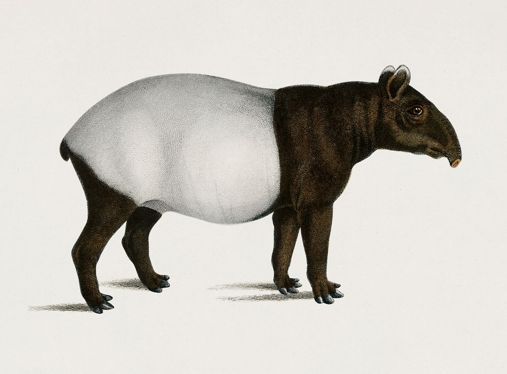 Malayan Tapir (Equus Montanus) illustrated by Charles Dessalines D' Orbigny (1806-1876). Digitally enhanced from our own…