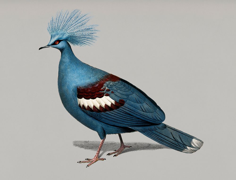 Vintage Illustration of Crowned pigeon.